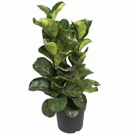 Фикус лировидный (лирата) Бамбино 3 ст