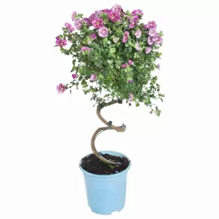 Анисодонтея Элеганс Принц спираль