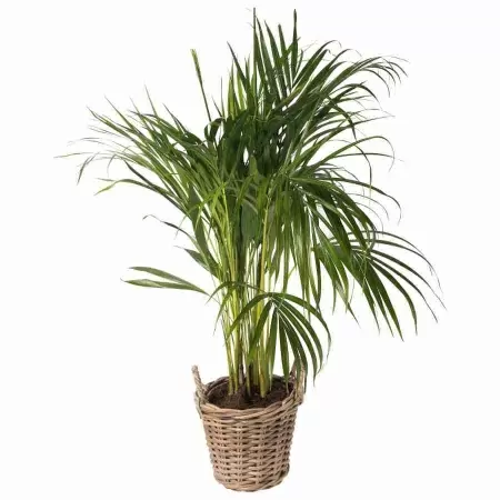 Пальма Арека 