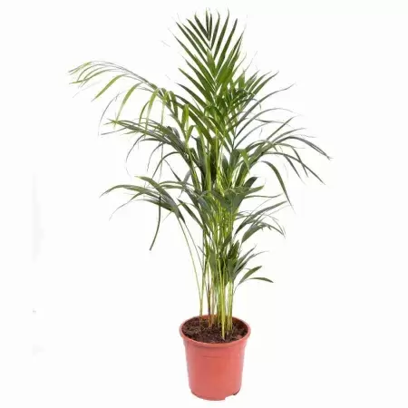 Пальма Арека 