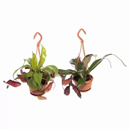 Непентес Алата