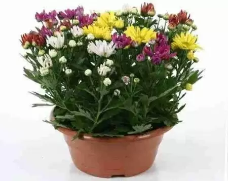 Хризантема Карнавал