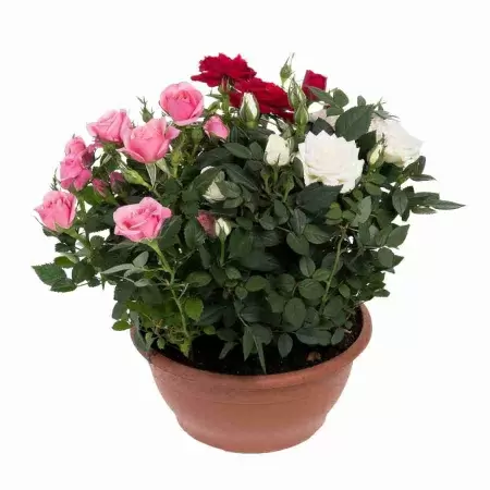 Роза кордана Карнавал