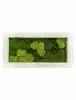 Панно из стабилизированного мха Moss painting Natural 