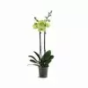Фаленопсис Желтый 2 ствола