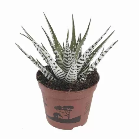 Хавортия аттенуата