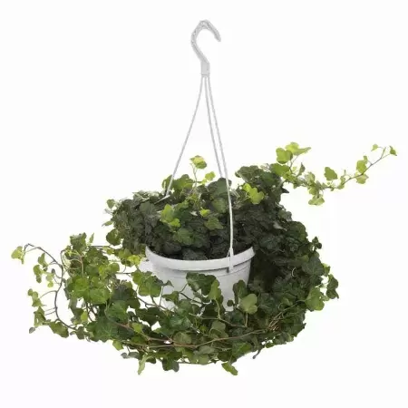 Хедера хеликс Грин ампельная