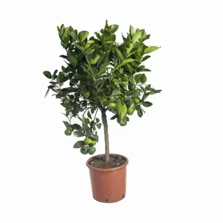 Роза Инфинити белая