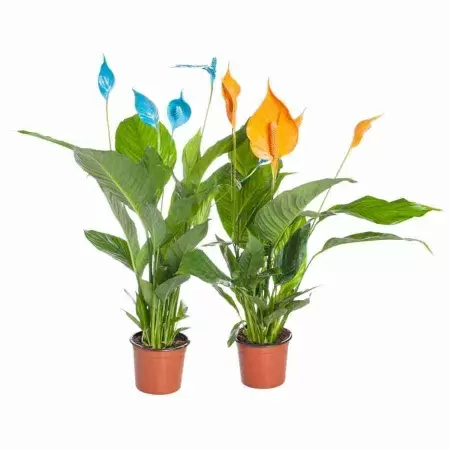 Спатифиллум Шопен краш микс