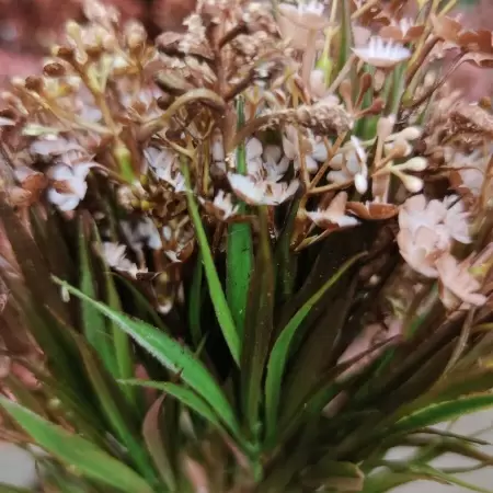 Вереск искусственный