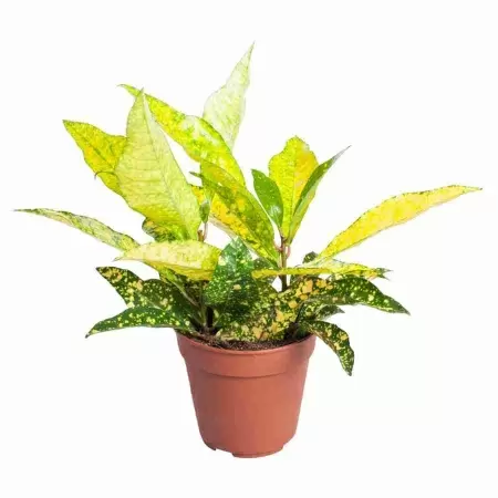 Кодиеум Голд Сан