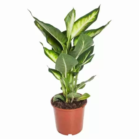 Диффенбахия Грин Мэджик