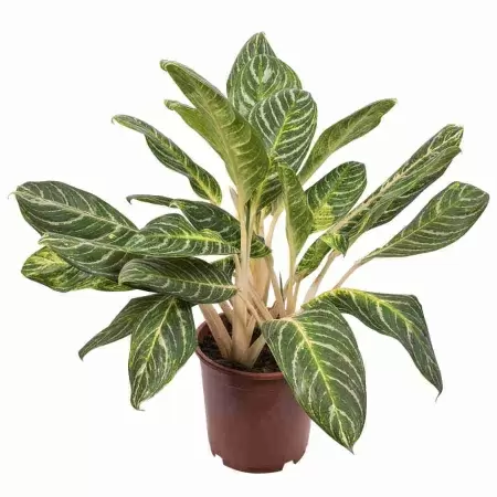 Аглаонема Кинг Оф Сиам