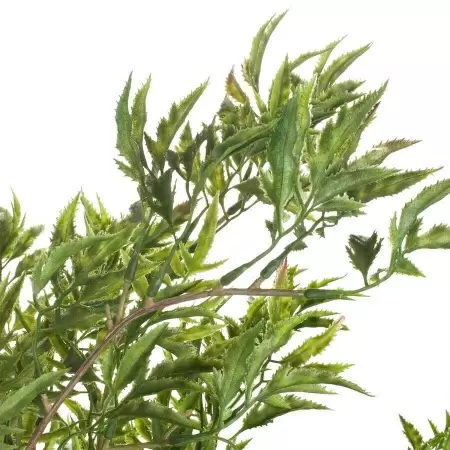 Дерево искусственное Полисциас