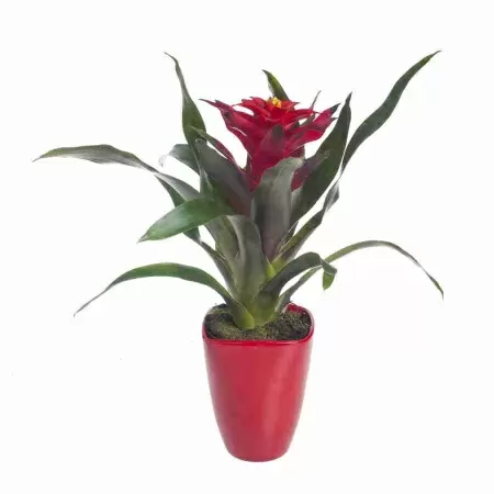 Гузмания Оптима