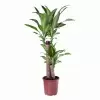 Драцена фрагранс Массанжеана 3 ст
