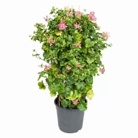 Пеларгония зональная на решетке