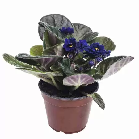 Фиалка Балерина