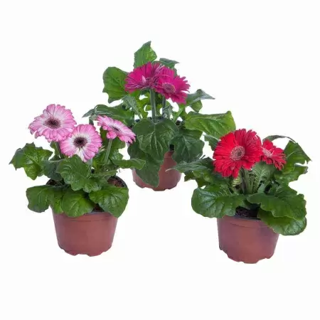 Гербера Дурора 