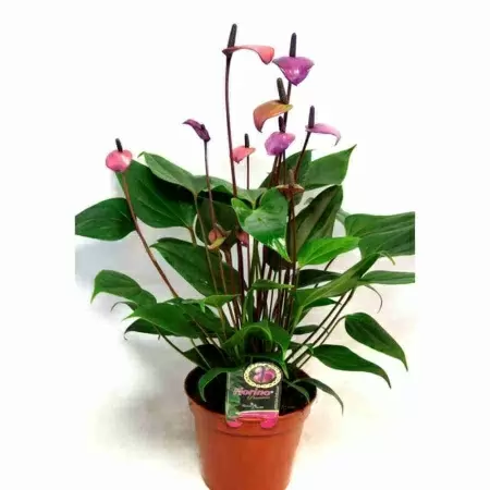 Антуриум Андрианум Фиорино