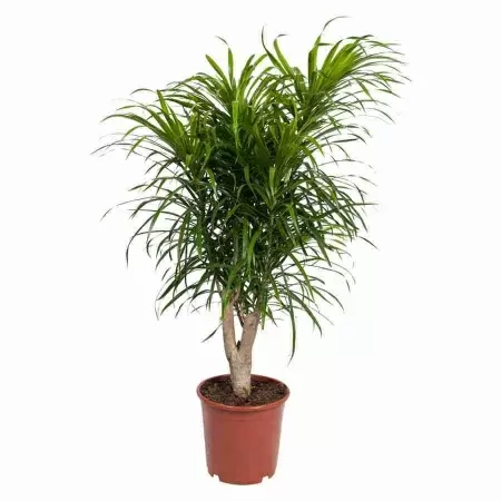 Драцена рефлекса Анита разветвленная