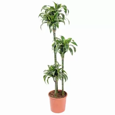 Драцена фрагранс Дорадо 3 ст