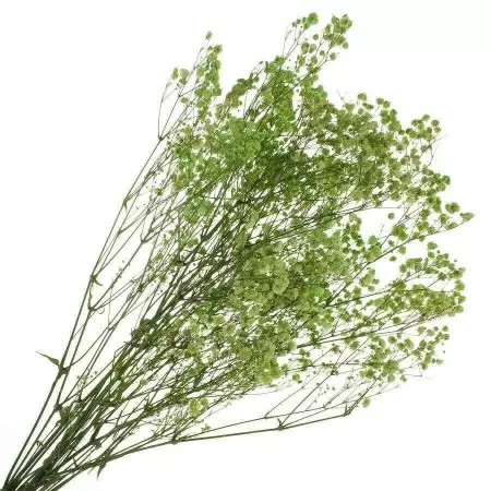 Гипсофила стабилизированная