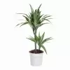 Драцена фрагранс Варнески 2 ст