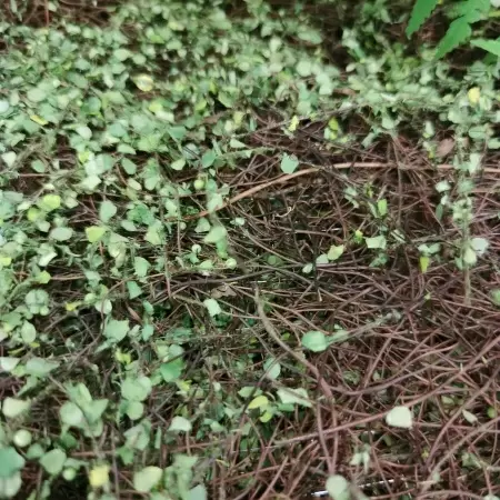 Искусственный самшит для декора