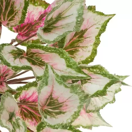 Колеус искусственный