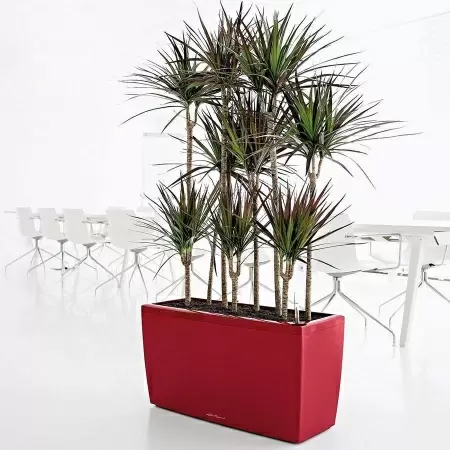 Кашпо Lechuza Cararo