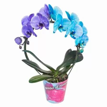Фаленопсис Пурпурный+Голубой 2 ст обод