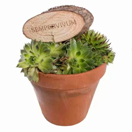 Семпервивум