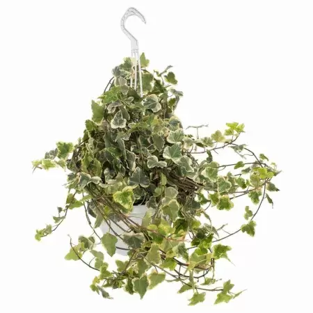 Хедера хеликс Вайт Вандер ампельный