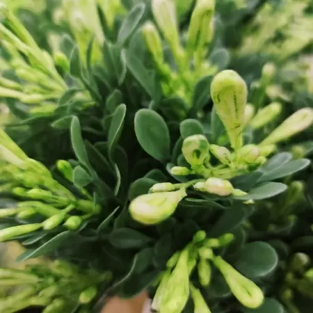 Барбарис искусственный