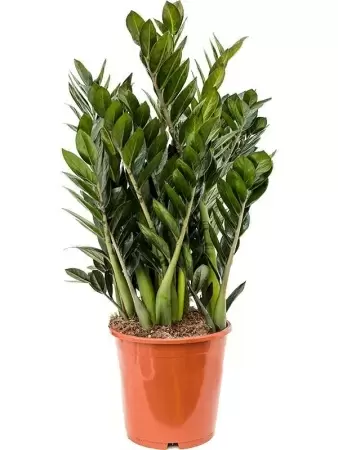 Долларовое дерево замиокулькас