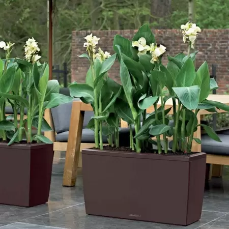 Кашпо Lechuza Cararo