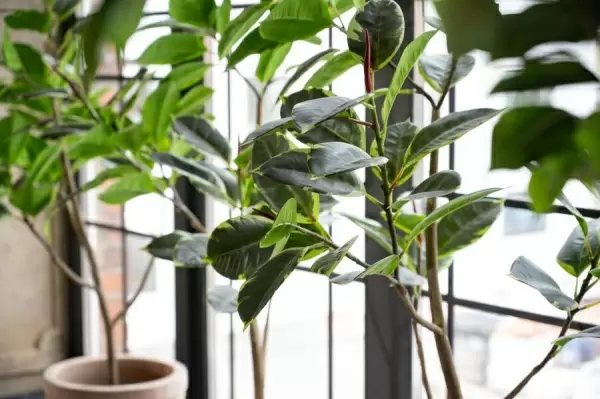 Фикус Робуста искусственный