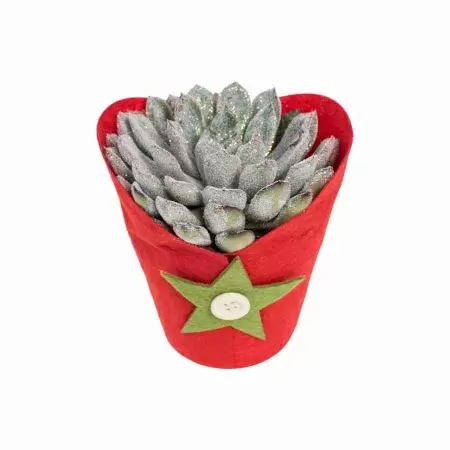 Эхеверия Тексенсис