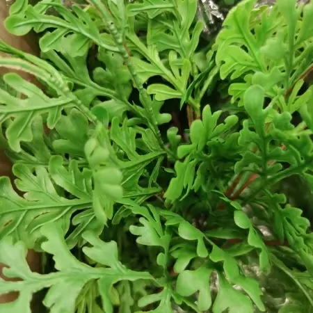 Ветки искусственного папоротника