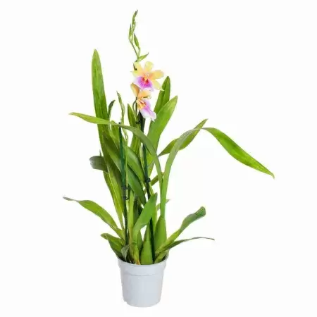 Мильтония Сансет 2 ст