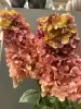 Гортензия метельчатая искусственная