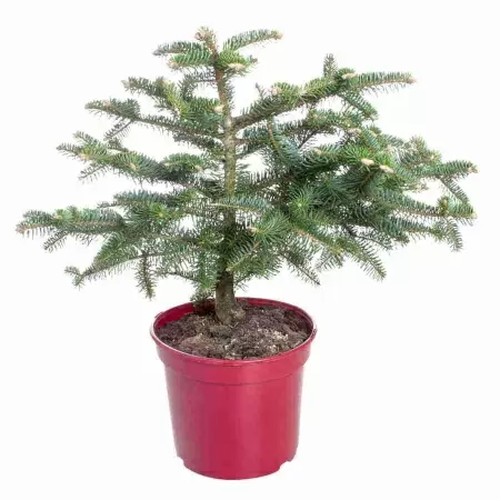 Пихта бальзамическая Гудзония