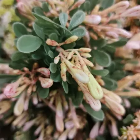 Барбарис искусственный