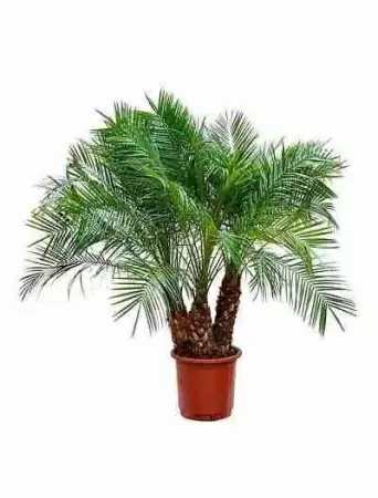 Финиковая пальма Робелена 3 ствола Финиковая пальма Робелена 3 ствола