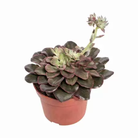 Эхеверия Ред Принцесс