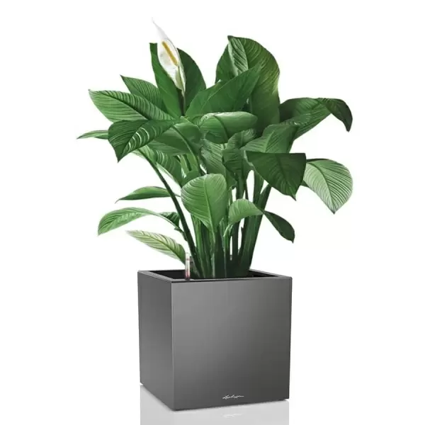 Кашпо Lechuza Canto Cube