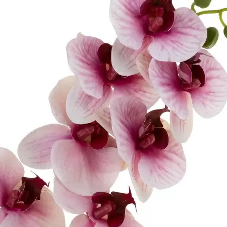 Фаленопсис силиконовый