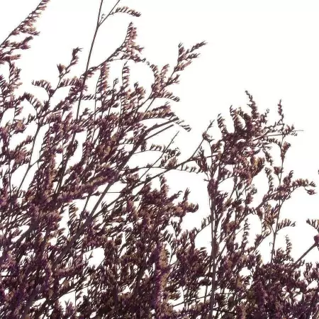 Эрагростис стабилизированный