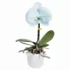 Фаленопсис Синголо Нордлайт 1 ст 